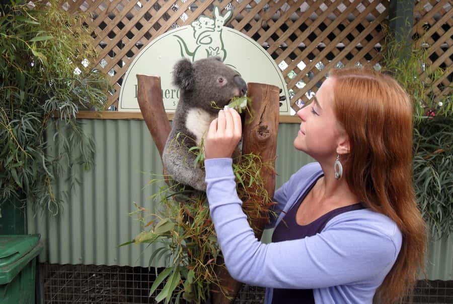 Sydney: Featherdale Wildlife Park Private Tour - Leaving Sydney in a private vehicle
