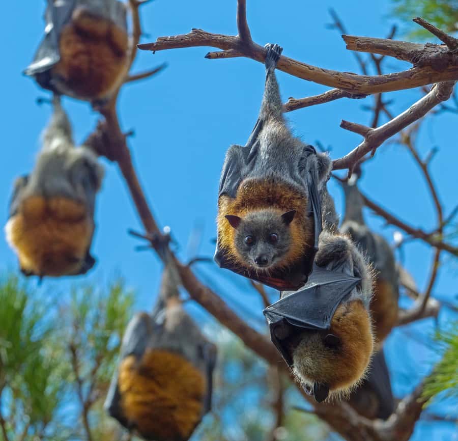 Sydney: Flying Fox Tour, Australia's Largest Bats - Why this bat tour is different from a normal Sydney outing