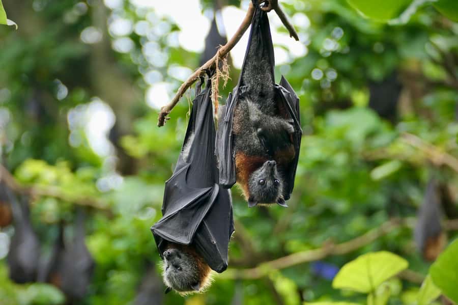 Sydney: Flying Fox Tour, Australia's Largest Bats - Meeting near Circular Quay and riding out of town