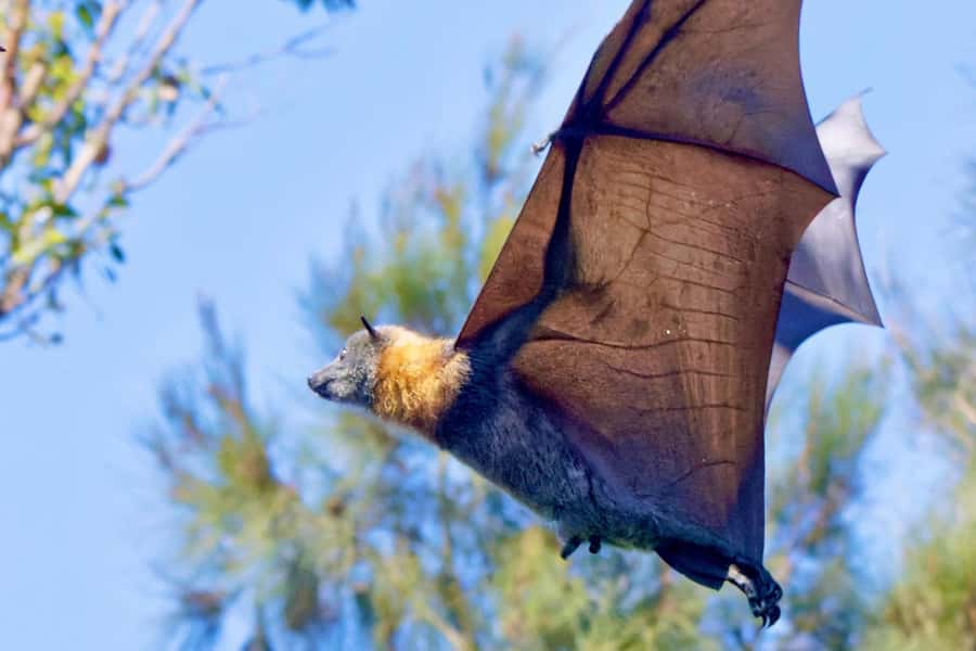Sydney: Flying Fox Tour, Australia's Largest Bats - Why the cameras and binoculars matter