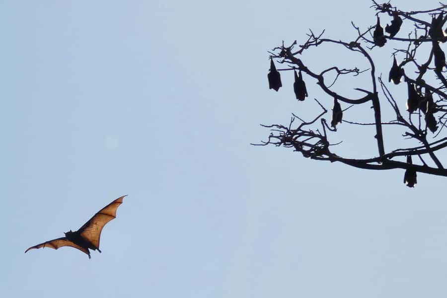 Sydney: Flying Fox Tour, Australia's Largest Bats - The ride back and possible Manly stop