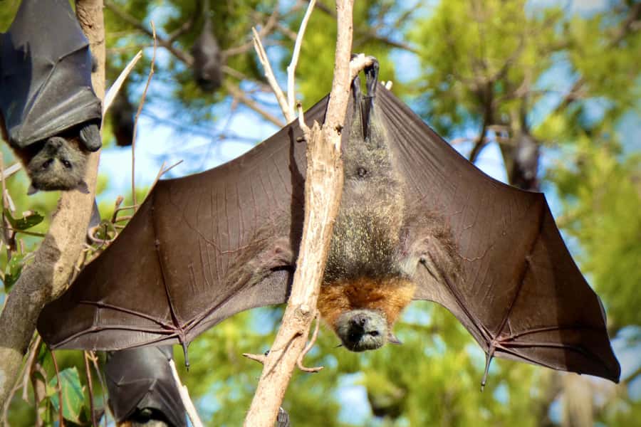 Sydney: Flying Fox Tour, Australia's Largest Bats - Weather, clothing, and access