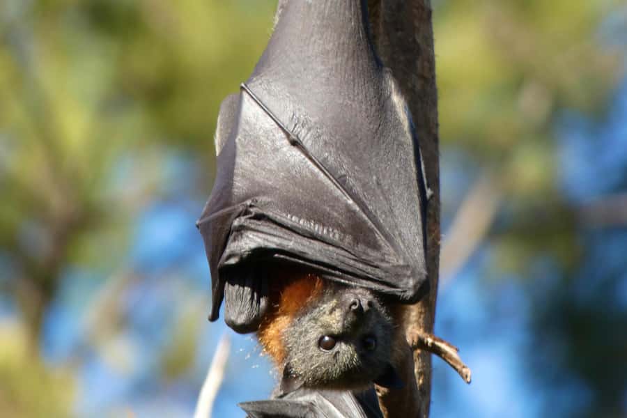 Sydney: Flying Fox Tour, Australia's Largest Bats - Who will enjoy this experience most
