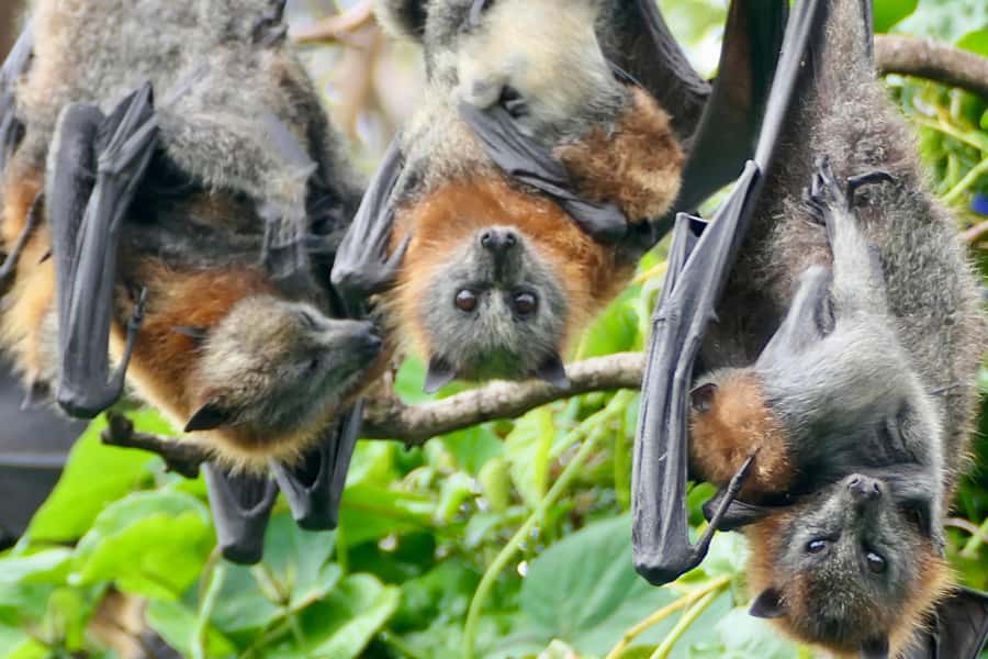 Sydney: Flying Fox Tour, Australia's Largest Bats - Is $49 a fair price?