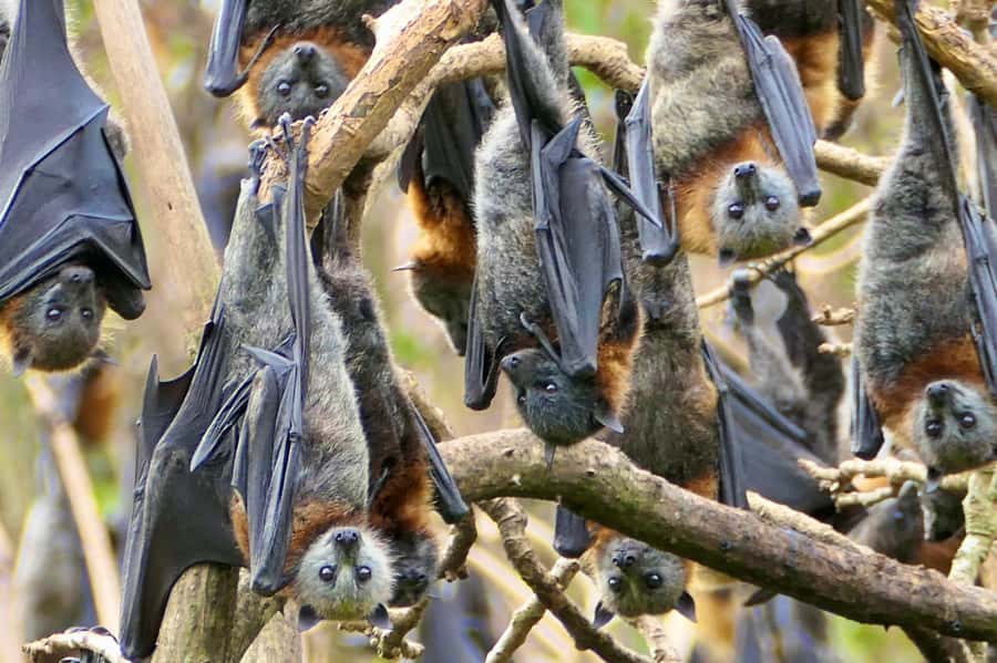 Sydney: Flying Fox Tour, Australia's Largest Bats - At the flying fox camp: what the 75-minute stop feels like