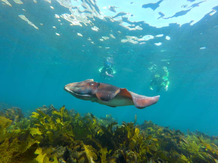 Sydney: Manly and Shelly Beach Snorkeling Tour - The 30-minute headland walk gives the swim a setting