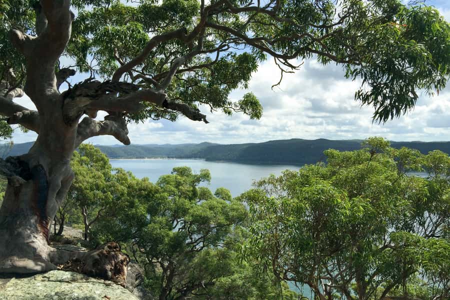 Sydney: Northern Beaches and Ku-ring-gai National Park Tour - Ku-ring-gai Chase National Park and ancient rock engravings