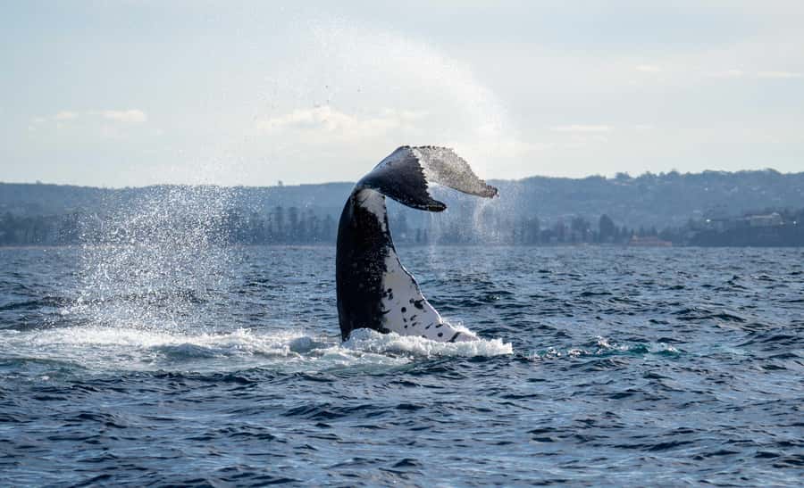 Sydney: Ocean Whale Watching Experience - Key points to know before you book