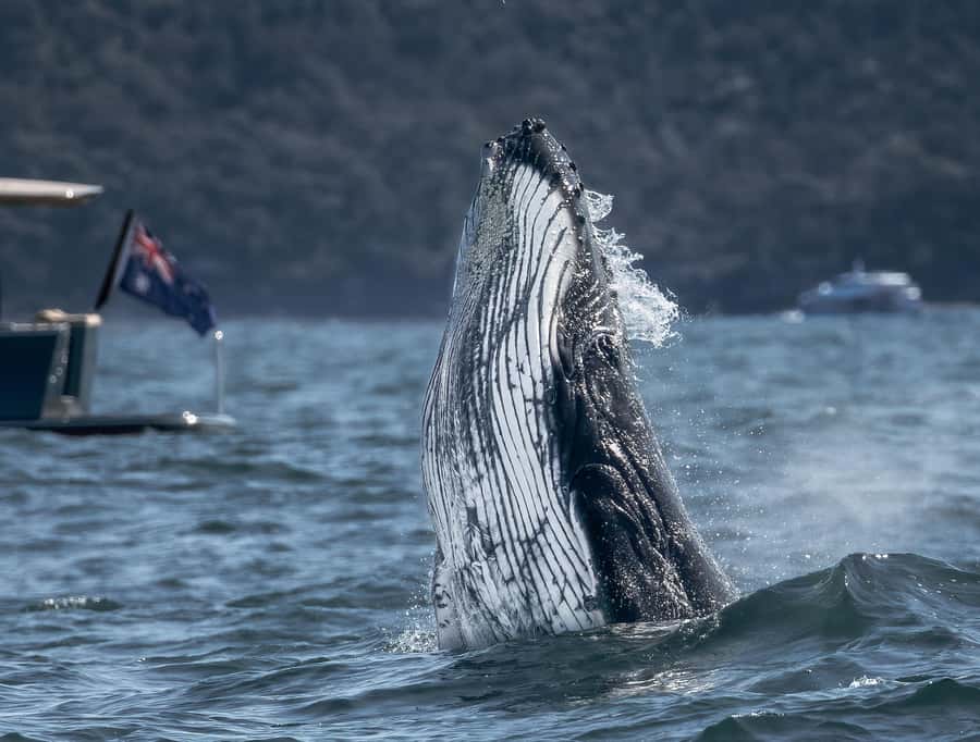 Sydney: Ocean Whale Watching Experience - Two hours searching for humpbacks