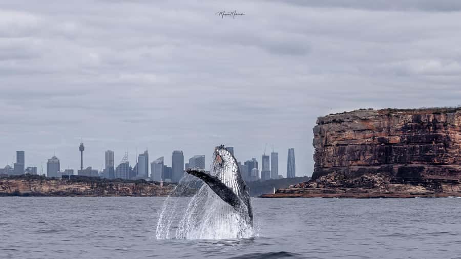 Sydney: Ocean Whale Watching Experience - Why the guide can make or break the trip