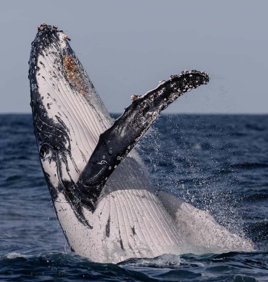 Sydney: Ocean Whale Watching Experience - What the small vessel means for comfort