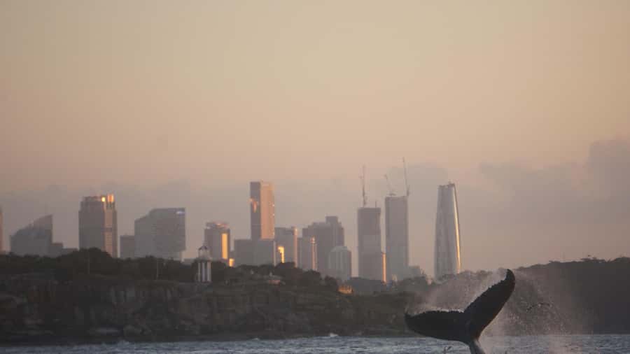 Sydney: Ocean Whale Watching Experience - The value of $98 for 150 minutes