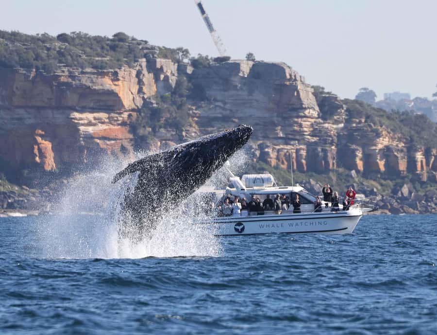 Sydney: Ocean Whale Watching Experience - Who will enjoy this most