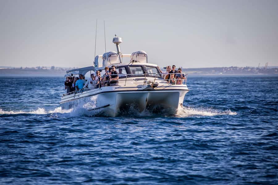 Sydney: Ocean Whale Watching Experience - Should you book Whale Tales?