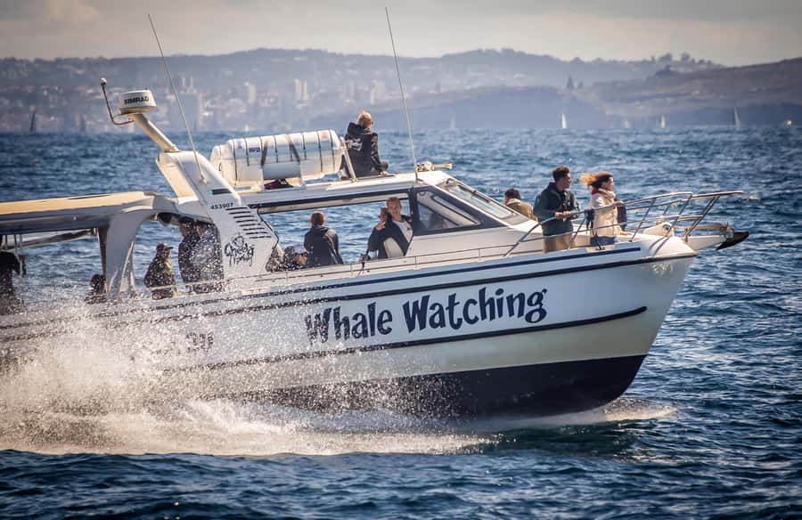 Sydney: Ocean Whale Watching Experience - From King Street Wharf to Sydney’s ocean edge