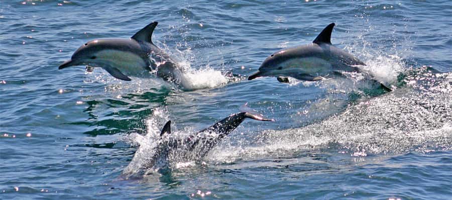 Sydney: Port Stephens Dolphin Cruise & Sandboarding Day Trip - Is $145 good value?
