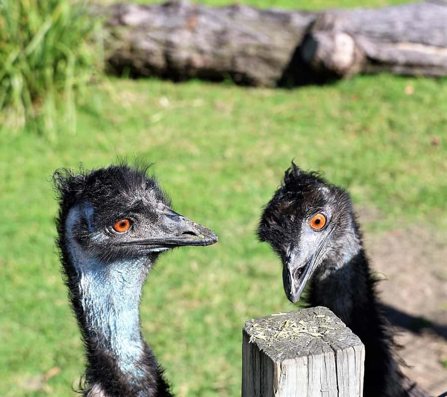 Sydney: Royal National Park private day tour - What the $368 price really buys you