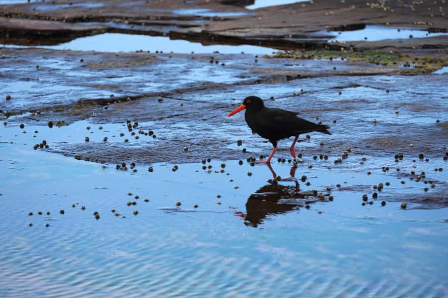 Sydney: Royal National Park private day tour - Bald Hill gives the day a wide-open finish