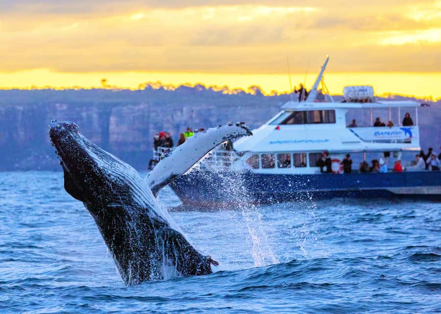 Sydney: Scenic Whale Watching Cruise - Whales Guaranteed - What the whale sightings can look like