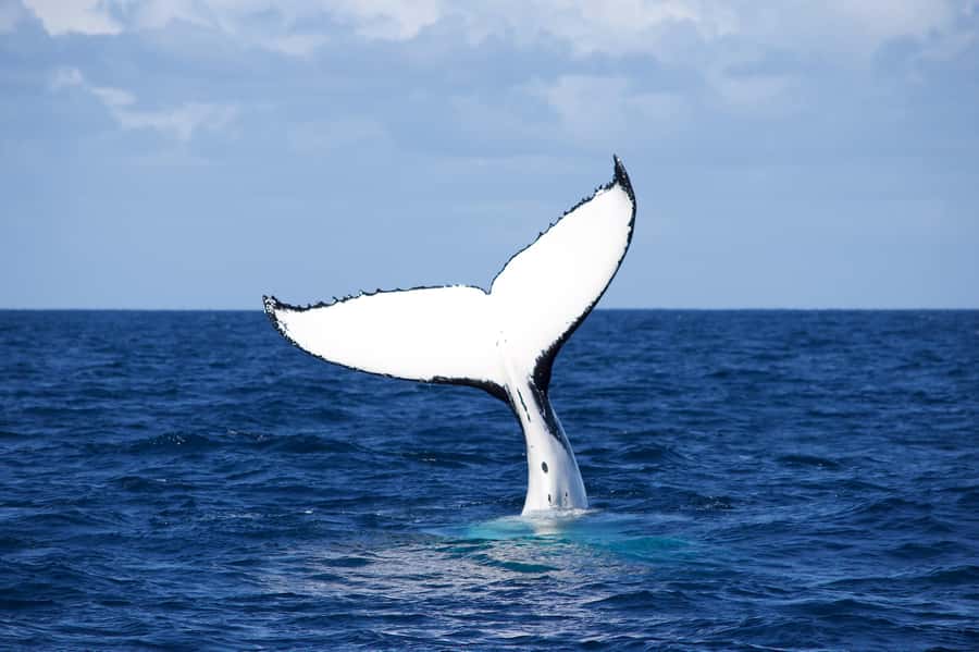 Sydney: Scenic Whale Watching Cruise - Whales Guaranteed - Who will enjoy this cruise most