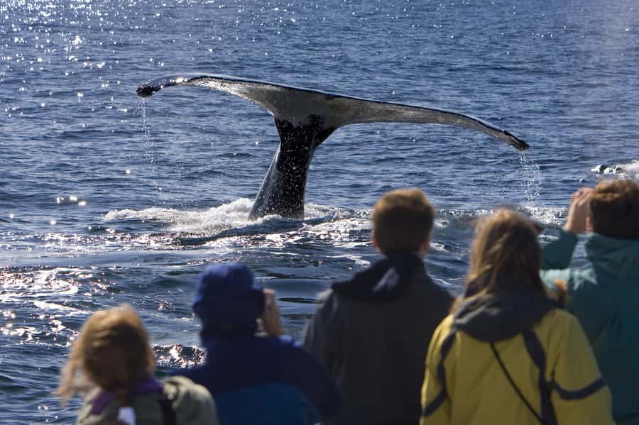 Sydney: Scenic Whale Watching Cruise - Whales Guaranteed - How this compares with a standard Sydney Harbour cruise