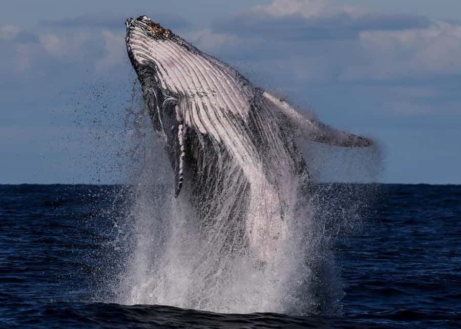 Sydney: Scenic Whale Watching Cruise - Whales Guaranteed - Crossing Sydney Heads and finding the whales