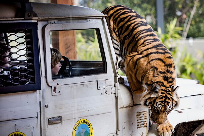 Sydney Taronga Zoo General Entry Ticket - Seals for the Wild is a lively family stop