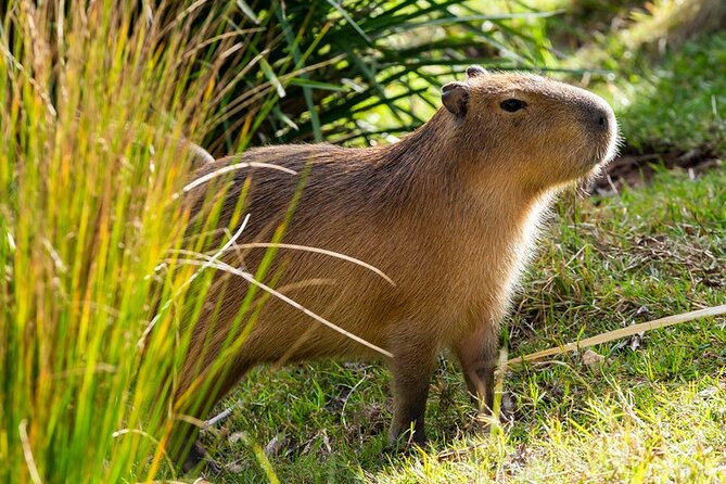 Sydney Taronga Zoo General Entry Ticket - Keeper talks offer extra context at no added cost