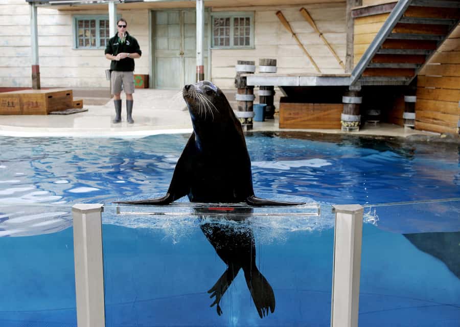 Sydney: Taronga Zoo Ticket with Return Ferry - Who will enjoy this most