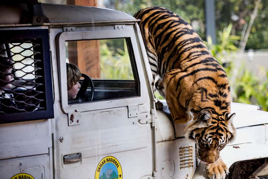 Sydney: Taronga Zoo Ticket with Return Ferry - Why the ferry makes Taronga Zoo a better day out