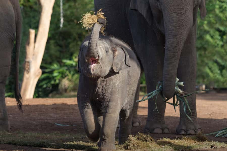Sydney: Taronga Zoo Ticket with Return Ferry - Australian animals and rare species
