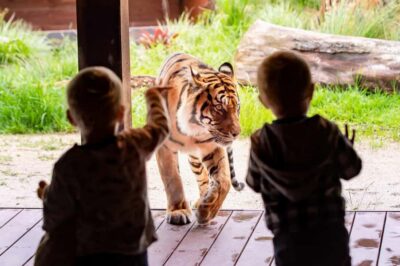 Taronga Zoo Ticket with Return Ferry