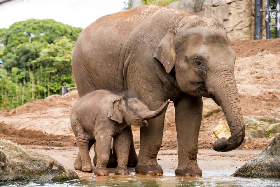 Sydney: Taronga Zoo Ticket with Return Ferry - Keeper talks are worth planning around