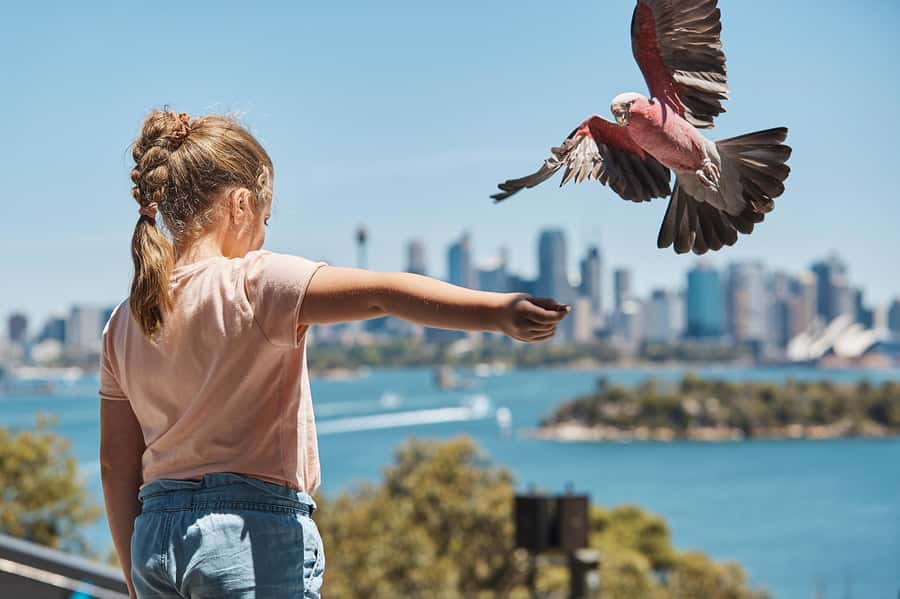 Sydney: Taronga Zoo Ticket with Return Ferry - Views that compete with the animals