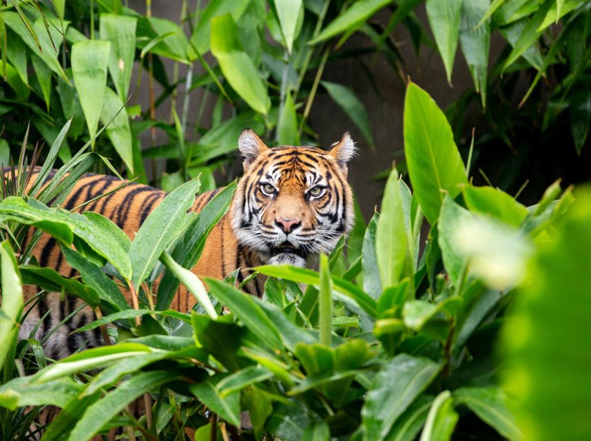 Sydney: Taronga Zoo Ticket with Return Ferry - Food, breaks, and the length of the visit