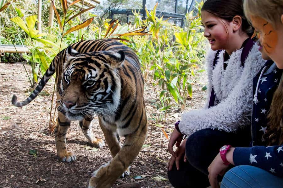 Sydney: Taronga Zoo Ticket with Return Ferry - What the $55 price really buys you