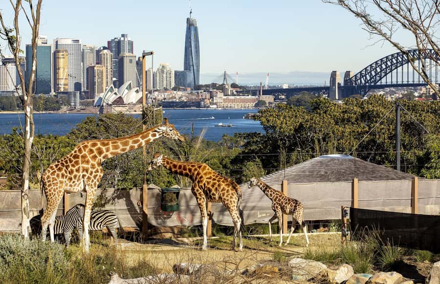 Sydney: Taronga Zoo Ticket with Return Ferry - Accessibility and practical limits