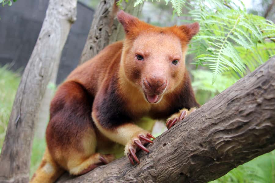 Sydney: Taronga Zoo Tickets - Is the $38 ticket good value?