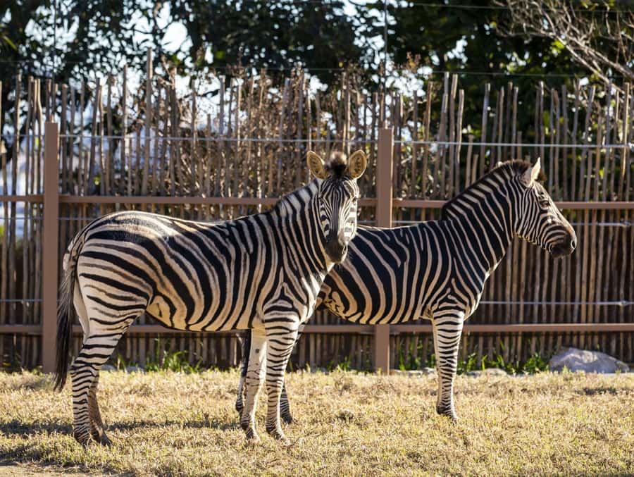 Sydney: Taronga Zoo Tickets - Why Taronga Zoo makes a strong Sydney day out