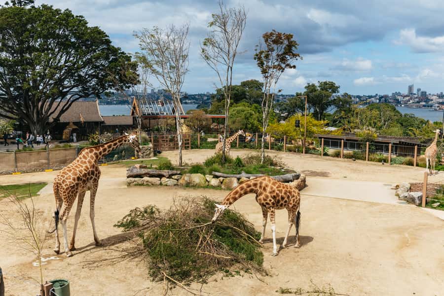 Sydney: Taronga Zoo Tickets - Planning your route through nine trails