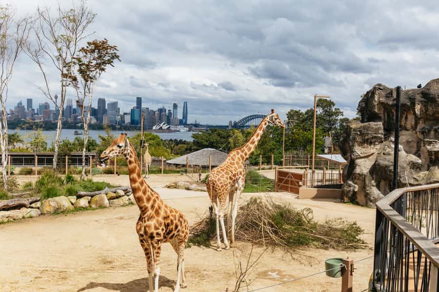 Sydney: Taronga Zoo Tickets - Koalas, giraffes, predators, and the quieter exhibits