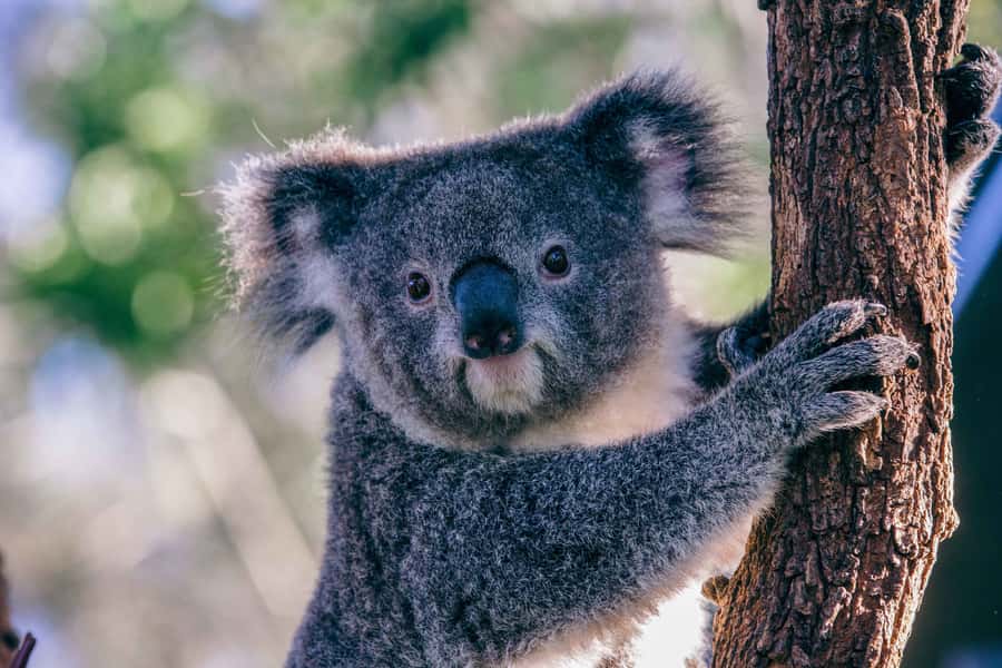 Sydney: Taronga Zoo Tickets - Visiting with children or mobility needs
