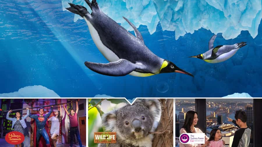 Sydney: Ultimate City Pass for 4 Attractions with Skywalk - Why the Skywalk is the main event