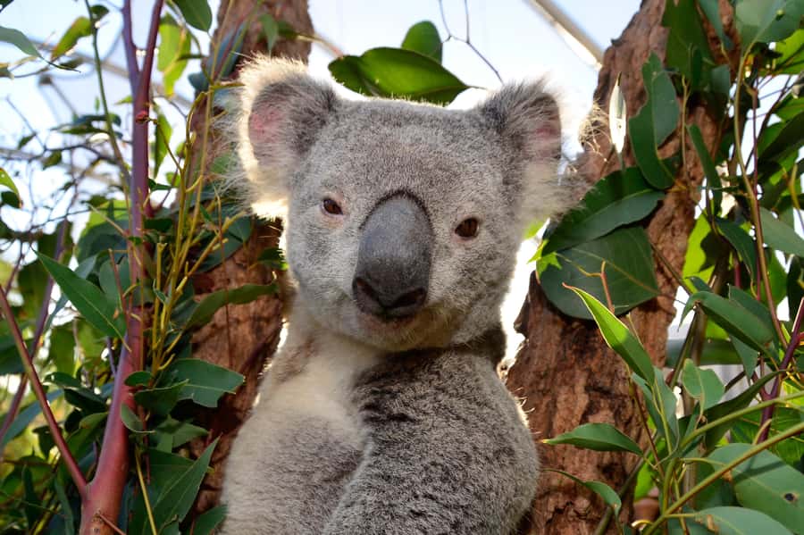 Sydney: Ultimate City Pass for 4 Attractions with Skywalk - Madame Tussauds Sydney for a lighter stop