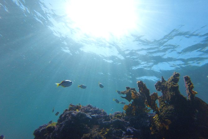 sydney underwater scooter tours - Who should book this Clovelly outing