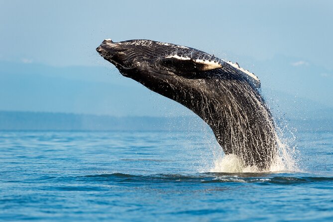 Sydney: Whale Watching Adventure Cruise - Forty minutes out, then the real search begins