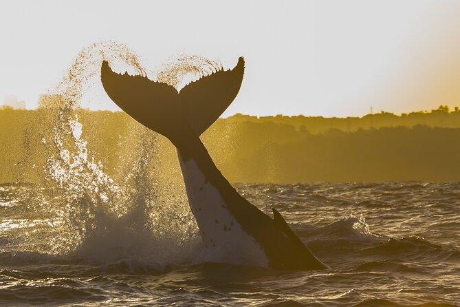 Sydney: Whale Watching Adventure Cruise - The guides add meaning to the sightings