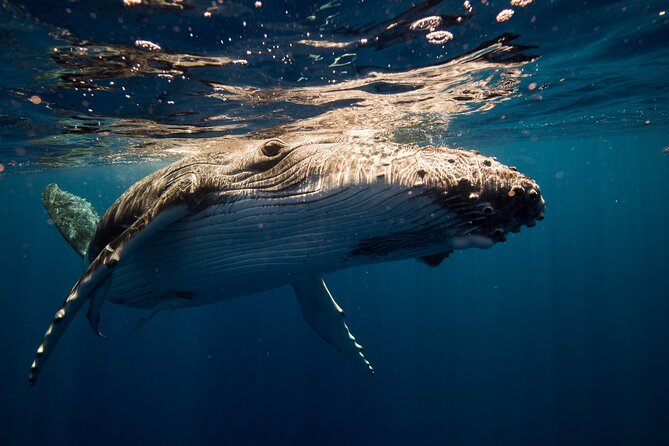 Sydney: Whale Watching Adventure Cruise - Booking details that can save you trouble