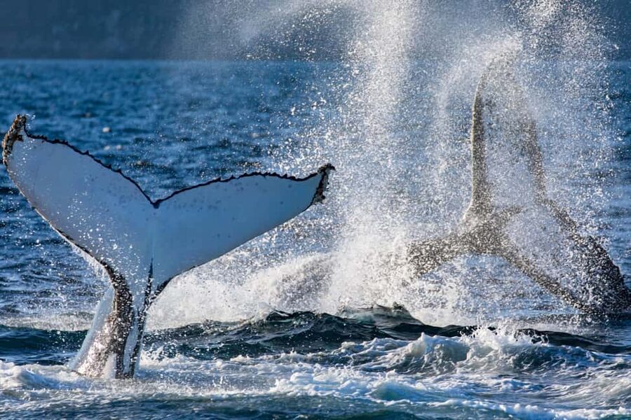 Sydney: Whale Watching Adventure Cruise - Whales Guaranteed! - Key points to know before you book