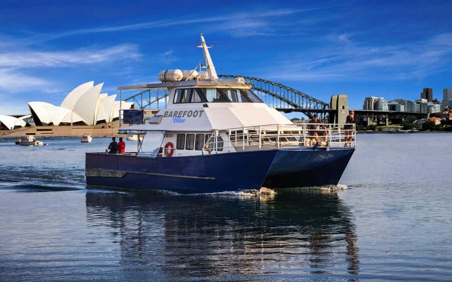 Sydney: Whale Watching Adventure Cruise - Whales Guaranteed! - What a whale sighting can really look like